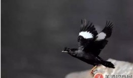 策划八哥爆料视频下载,视频下载背后的秘密与技巧